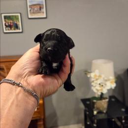 Shadow - Black female Maltipoo puppy in Everett, Washington from Meadows Ranch
