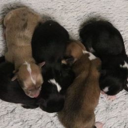 Acorn - Black and tan male American Corgi puppy in Fayetteville, Arkansas from Intergalactic Corgis