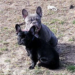 French Bulldogs from Ashley's French Bulldogs