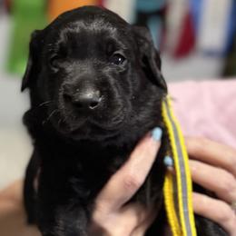 Boy 3 - male Labrador Retriever puppy in Dennis, Mississippi from Outlaw Ridge Kennels
