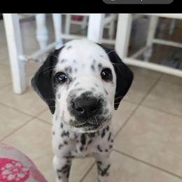 Exodus - White and black male Dalmatian puppy in Janesville, Wisconsin from Legacy Dalmatians