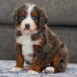 Layla - Merle female Bernedoodle puppy in Dundee, Ohio from Down Home Doodle