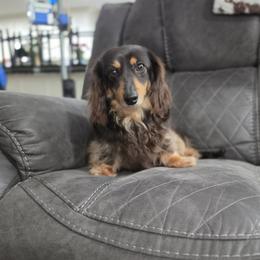 Bella - Black and tan female Dachshund puppy in Rainbow City, Alabama from Spinks Puppies
