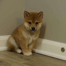 Shiba Inu Puppies from Veronika's Shiba Inus