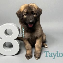 Taylor - Black and tan female Shiloh Shepherd puppy in Lancaster, Ohio from Brick Chapel Shilohs