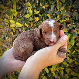Orange Collar Girl - Cream female Poodle puppy in Modesto, California from Dry Creek Poodles
