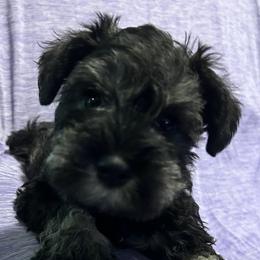 Ace - Black and silver male Miniature Schnauzer puppy in Newburgh, Indiana from Lakehouse Miniature Schnauzers of Southern Indiana