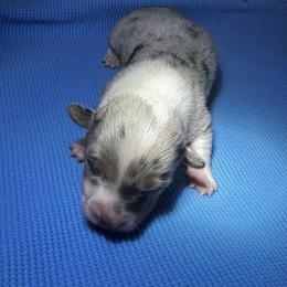 Maggie - Blue merle and white female American Corgi puppy in Nortonville, Kansas from Low Riders Corgis & Mini Aussies