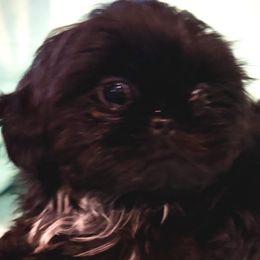 Duchess - Shih Tzu puppy from Bows and Bot Ties