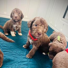 Red Collar Boy - Liver male Bedlington Terrier puppy in Leesburg, Virginia from LAMZ Bedlington Terriers