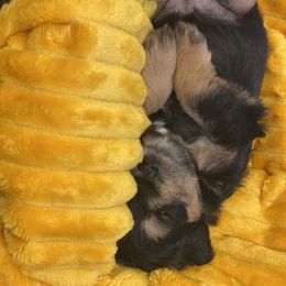 Schnoodle Puppies from Noodle Tings Puppies