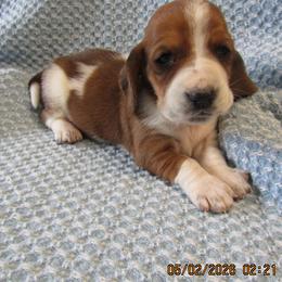 Phoebe - Red and white female Basset Hound puppy in Francesville, Indiana from Sandyhill Basset Hounds