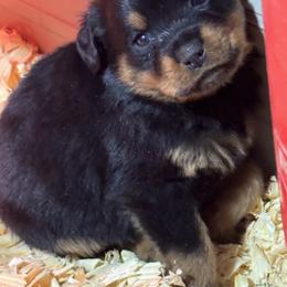 Coton de Tulear, Rottweiler, and Shih Tzu Puppies from Vom Hause Noble Rottweilers and Shih Tzu