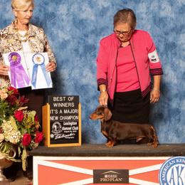 Twix - Dachshund