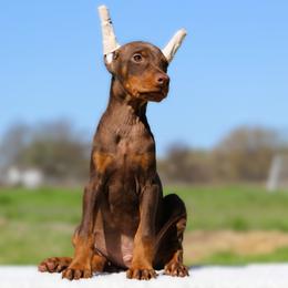 Rickon - 5350 - Red and rust male Doberman Pinscher puppy in Rockwall, Texas from Elitehaus