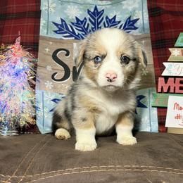 Boy 3 - Blue merle and white male American Corgi puppy in Portland, North Dakota from Sliding stop corgis