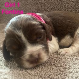 English Springer Spaniel Puppies from Picky’s Puppies