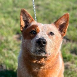 Keys - Australian Cattle Dog