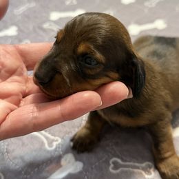 Mickey - Red male Dachshund puppy in Raeford, North Carolina from Army of Dachshunds