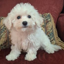 Molly - White female Bichon Frise puppy in Wesley Chapel, Florida from Adorable Bichon