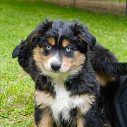 Girl 1 - Black tri female Miniature Australian Shepherd puppy in Fife Lake, Michigan from HaVen Homestead Miniature Australian Shepherds