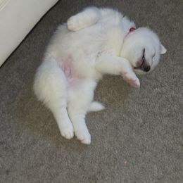 Siberian Husky Puppies from House Callihan-Walker Kennel