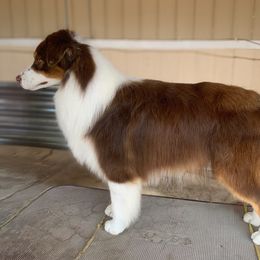 JR - Australian Shepherd