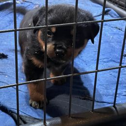 Boy 1 - Rottweiler puppy from Patrick's Pups