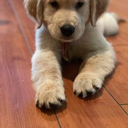 Golden Retriever Puppies from Double Down Retrievers
