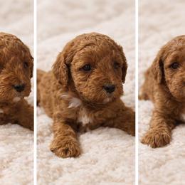 Girl 2 - Red  female Goldendoodle puppy in Richmond, Texas from Harper’s Heartbeats