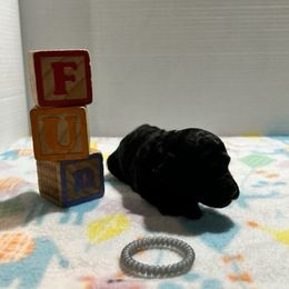 "Mocha  (female black) smaller" Poodle Puppies from Willow Lake Mini Pups