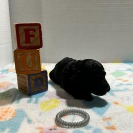 "Mocha  (female black) smaller" Poodle Puppies from Willow Lake Mini Pups