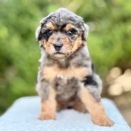 Louie - Merle male Goldendoodle puppy in Highland, Utah from Angel Pups Deluxe