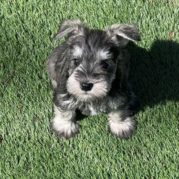 Miniature Schnauzer Puppies from CKM Miniature Schnauzers