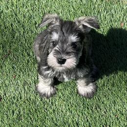 Miniature Schnauzer Puppies from CKM Miniature Schnauzers