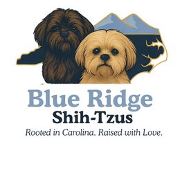 Shih Tzu puppies from Blue Ridge Shih Tzus
