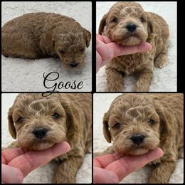 Goose - Apricot male Poodle puppy in Wheatland, California from Sapphire Ridge Poodles