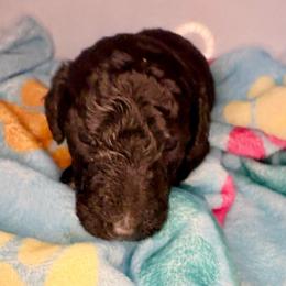 Romeo (wDenise) - Silver male Poodle puppy in Meadowbrook, California from Standard Poodle Pups