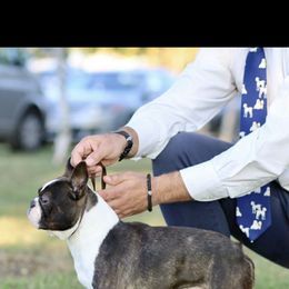 Boston Terrier Puppies from Berry Hill Boston Terriers
