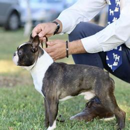 Boston Terrier Puppies from Berry Hill Boston Terriers