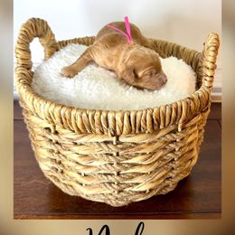 Boy 3 - male Goldendoodle puppy in Midlothian, Virginia from RVA DOODLES, LLC