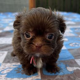 Pink collar - Julie Anne - Liver and white female Shorkie puppy in Mays Landing, New Jersey from Fancy Paws Shorkies & Shih Tzus