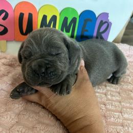 Blue collar - Gray brindle male Cane Corso puppy in Tucson, Arizona from Cane Corso Friends