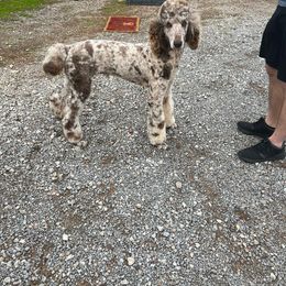 Levi - Poodle