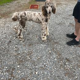 Levi - Poodle