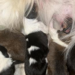 Collie Puppies from Jolly Collies