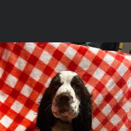 English Springer Spaniel Puppies from Won Eighty Farms