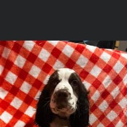 English Springer Spaniel Puppies from Won Eighty Farms