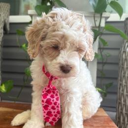 Fernando - Cream male Labradoodle puppy in Camden, North Carolina from Oopsie Doodles of NC