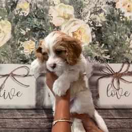 Mason - Red male Cavapoo puppy in Riverview, Florida from Doodley Doo Doodles